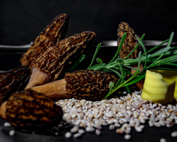 Morels & Barley 1 by Joseph K Studios